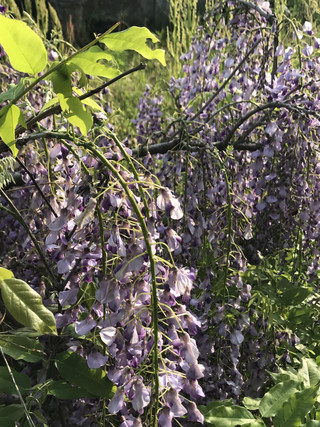 58bcea55a90d45afb79d318cc35e4fd8