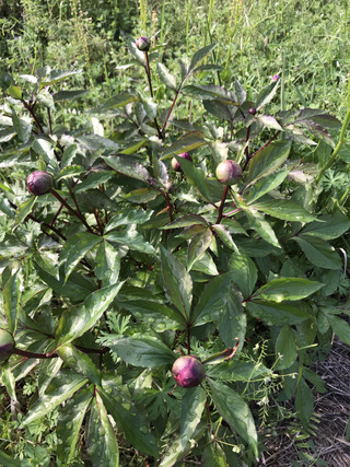 9d0a2b4317104a1f982823e55b4fceb0