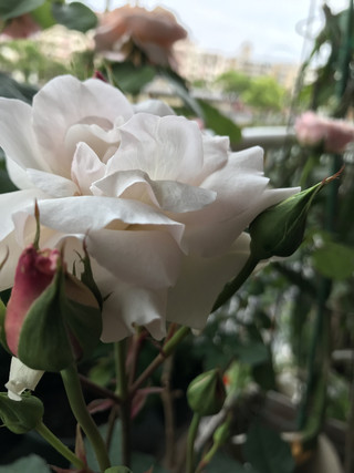 71ecd4fdbf7647f0a52d1993fc433170