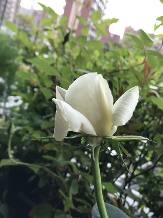 06d596bc58f54841a466711d9c16323d