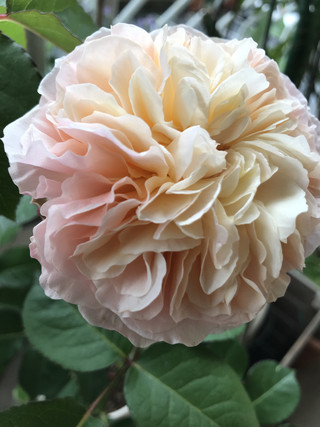 3ed46698fba349b784f6dc72329ea996