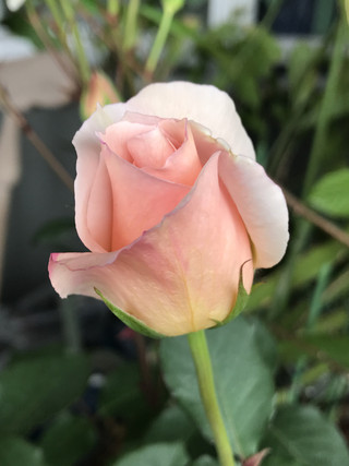 65b85ada1b314fbcb62d222bf1bcdbd8