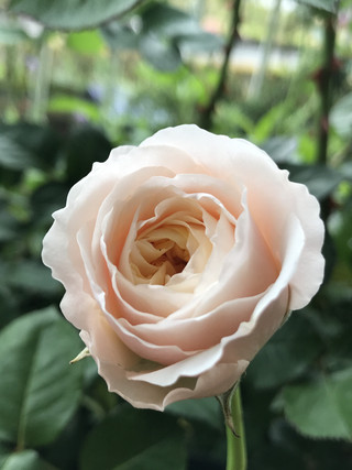 967698ef15d7474380b314351bf6769b