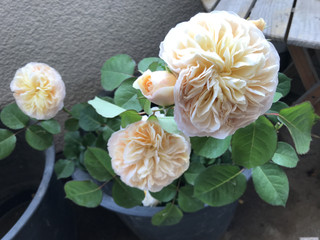 3f83c486bc204f5daa2b352ad2968681