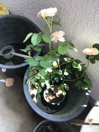 51deb8846ff34e0a89f4b16650b9a42b