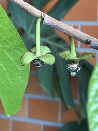 81117d8241ee499286a9d7d832e5d7cd