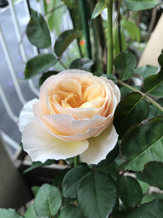 8f44c4bae2d844cc8e98c4bbf8ccdc10