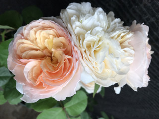 98cdbdb5b98d4f938034a42885123162