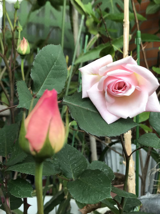 A38d27de184c4ad3a30eba0209c39dff