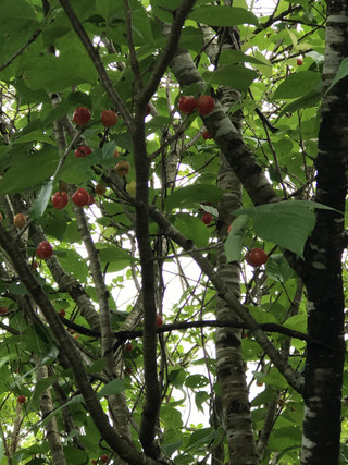 Ac79b267ba344eb29435506dc9956b2d