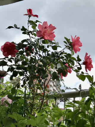 18580b01d68d404098215c183949559d