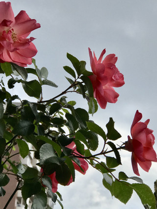 28dd50839d5f4463bee8ed231af4cfff