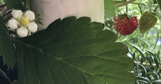 6c86d678aed24d4388db1de47b94d090