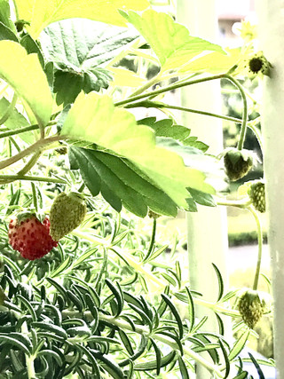 Ce06433c41ad449b945fb1360c18ba26