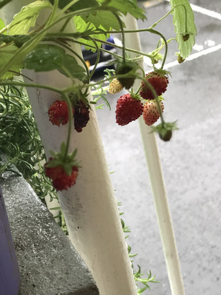 10533902d95c4191bab2a59b60a8a2af