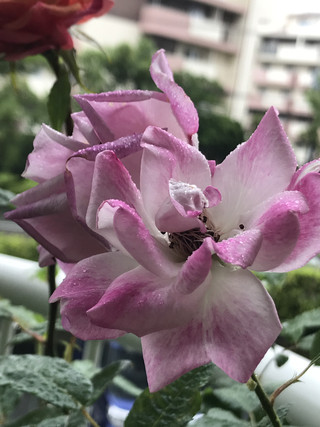 1b635e3b7755449c855c5f3c54b8bfb4