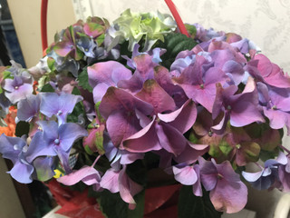 C88ec46ec2204ced819d25a680365103