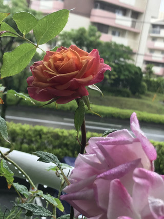 Fbe026d27e19491f83a6a65f2b8b571d