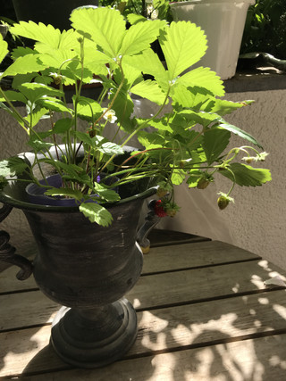 6b5ec01f7865487999048c054f3818ac