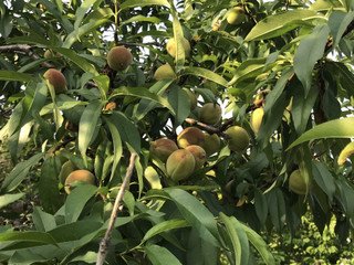 1c06f51d849d48178c01a9435d6babe8