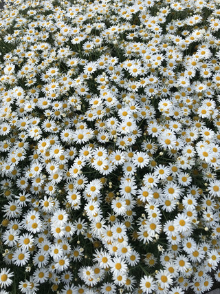 D41ecdddb8294c149151f391f1367f6e