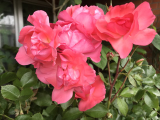 3457eb337d954546bc2e7e174920b92a