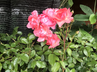 452643c1898440939dd3838c33d93568