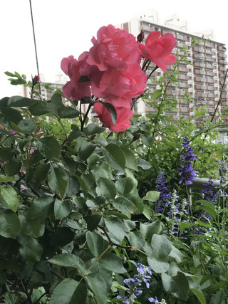 5f1ba6f74b884325a6cae1c1a795ba85