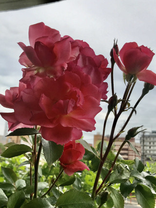 70868ad15a8444d09ca13ac24b298ef4