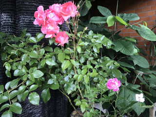 Df93ad1081a84123a7a93a9328e9f99b