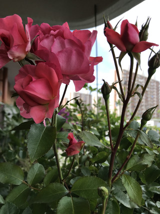 6f207da0ea6b48a5a4fa89568b82b389