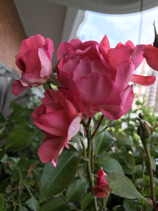 B90ad0a462b24bc8a3270ef5079e96bf