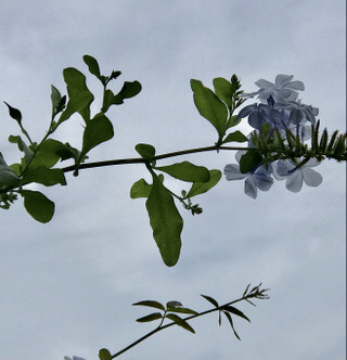 A983158e5b614d71883b44dae84ee2fa