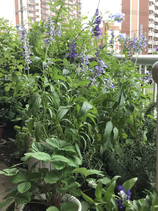 E31451b8acc64950b0a2e465a5f040fc