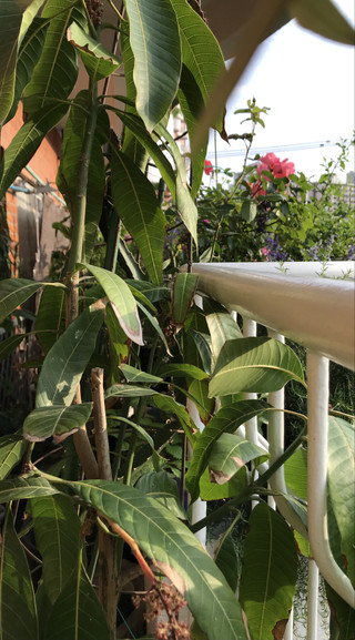 Fcf238a8477148e89dc9eb145a9ea612