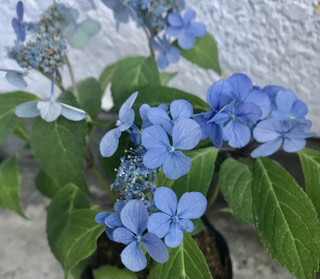 1630d86753e44160ba05486b36d7fb0d