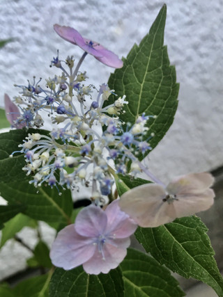 2fff2dd311604b67afc1644fdb6cefba