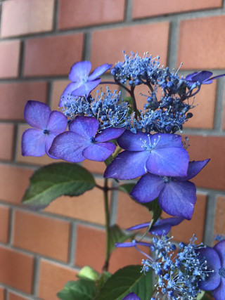 4395463acdc0479db4a855d37dc6b298