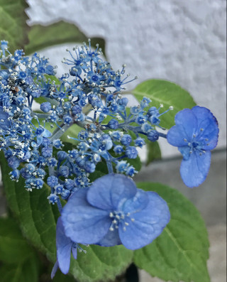 Fcfaea88c31b45e99773c78124ce2ede