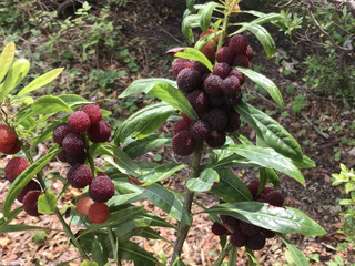 438a2581510041efa8d94fe76a659d00