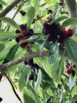 98c9a23a185046229f939f0cd55447a5