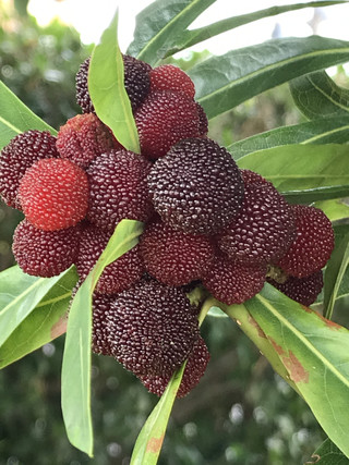 C3f40ca53a7f4a26b079fef3f52d0fc2