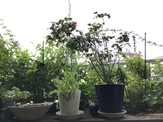 A089f0cb2b184b77835ea9f3ff3b7c87