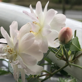 Be773541a5754e629c4a0f7a06066685