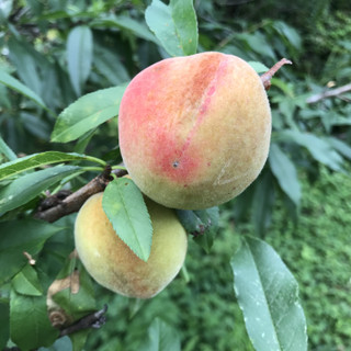 192d688d236e4269be76352f550b4393