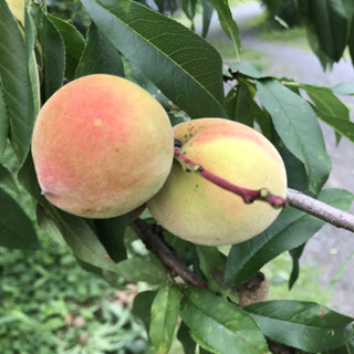 E50ddc04e0174aef98bcb709d07e9388