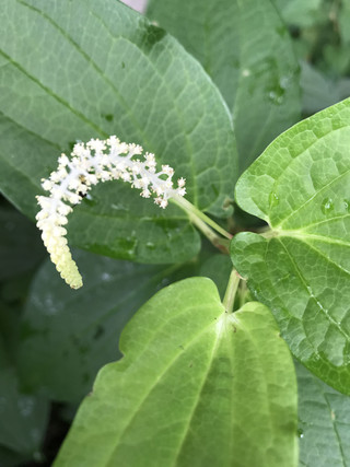 1deb2147de00496ab46285fce6278495