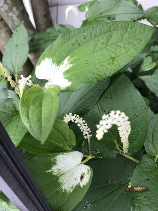 5e52578dbcca4e53a298640232927e95