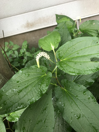 E2e7bfe0681d4ddaa77bd2b649ec792d