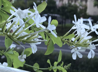 E6d63bd7212b4f44ada3b6fe63a26649